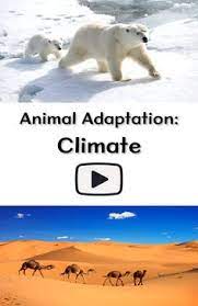 This page contains bactrian camel facts for kids and students. 23 Animal Adaptations Ideas Animal Adaptations Adaptations Learned Behaviors