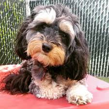 It is enthusiastic and lively, without being yappy and loud. Is The Havapoo Aka Havanese Poodle Mix Dog Smarter Than You Animalso