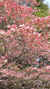 Our tree species naturally seed in and are sustained by ample annual rainfall. What Are Those Flowering Trees Bushes I Drive By Every Day