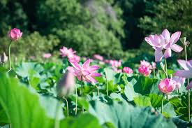 Dc gardens ретвитнул(а) washington gardener. Thousands Of Lotuses Are About To Bloom In Washington Dc At Kenilworth