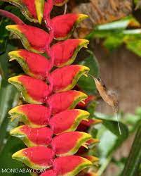 Pin On Tropical Fruit Garden Oasis