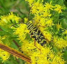 Locust Borer A Type Of Longhorn Beetle Goldenrod Flower Longhorn Beetle Herbs