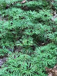 A wide variety of ground cover plants options are available to you, such as usage condition, material, and plastic type. Ground Cover In North Georgia Plantidentification