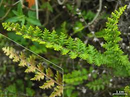 Image result for Cheilanthes similis
