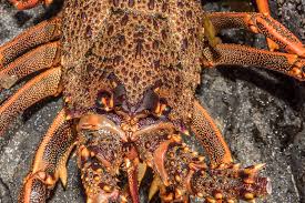 Image result for Disperis johnstonii