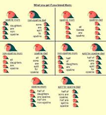Mutations For Offspring Opaline Lovebird Chart African