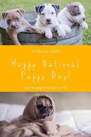 National Puppy Day National Puppy Day My Pet Dog Puppy Day