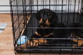 2 getting your cat accustomed to a carrier. How To Crate Train Your Dog Or Puppy