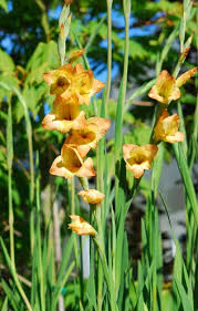 Image result for Gladiolus dalenii