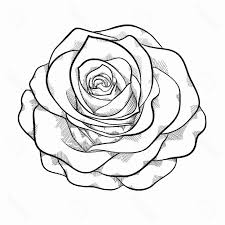 Rosa Vista Dall Altro Disegno Su Foglio Bianco Sfumature Con Matita Disegni Di Rose Disegno Di Una Rosa Contorno Rosa