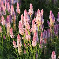 Image result for Celosia argentea