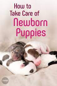 How To Take Care Of Newborn Puppies Newborn Puppies Newborn Puppy Care Newborn And Dog