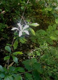 Image result for Turraea obtusifolia