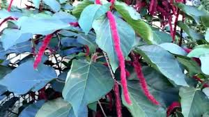 Image result for Acalypha sonderiana
