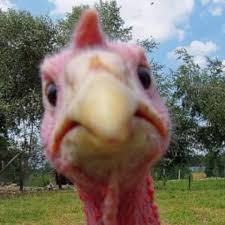 I M Most Dumbest Animal In The World Steemit