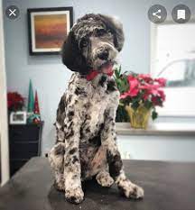 Pin On Grooming Your Doodle Dog