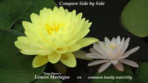 Check spelling or type a new query. Winter Cold Hardy Water Lily Flowers Buy Water Lily Plants Pond Megastore
