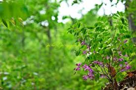 Image result for Indigofera ischnoclada