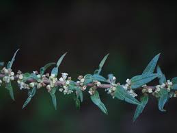 Image result for Pouzolzia