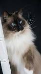 What Does a Seal Mitted Ragdoll Kitten Look Like? - Pets