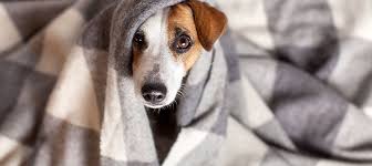 Welche hunderassen kann man tagsüber auch mal alleine lassen, ohne dass die wohnung zerlegt wird? Hund Alleine Lassen Trainingstipps Gegen Trennungsangst