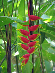 We did not find results for: Heliconia Nevis West Indies Lawn And Landscape Botanical