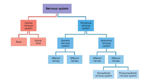Nervous System Diagram Hierarchy Of Organization Of