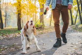 So können hundebesitzer luna, balu und co. Wie Kann Ich Meinem Hund Das Bellen Abgewohnen Zooplus Magazin