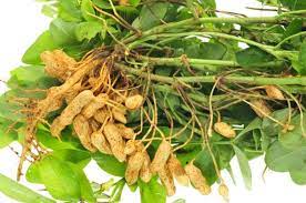 Can rabbits eat peanuts we re all about pets from wereallaboutpets.com but i doubt a rabbit would eat a slug it would probably most likely stomp on it first and kill it, if it feels threatened. Can Bunnies Eat Peanuts Pet Care Advisors