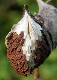 The Feathers Of Fall Milkweed Seeds Seed Pods Seeds