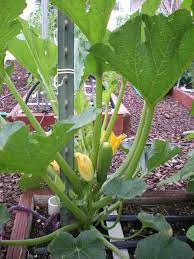 I've grown it this way for years because i didn't like the way zucchini(and other squash)can take … continue reading → Zucchini In 1 Square Foot The Wealthy Earth Square Foot Gardening Square Foot Gardening Layout Vertical Vegetable Gardens