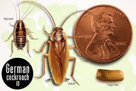 When there are many of these bugs in your home, the scent becomes very pungent, and it is hard to miss. A Water Bug Identification Guide With Pictures Cockroach Facts