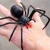 Named 'charlotte' by the worker from banyard betty's rescue though the venom from a huntsman spider bite is not usually dangerous to humans, their appearance can be somewhat menacing. Https Encrypted Tbn0 Gstatic Com Images Q Tbn And9gctekbantfqhdldztlcojtrtenjkruljttxclpl4emjz4pax Fat Usqp Cau