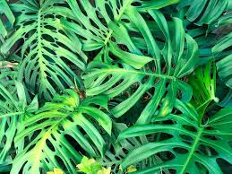 Monstera Cuidados Variedades Y Propagacion