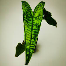 Check spelling or type a new query. Alocasia Zebrina Reticulata Aroids