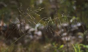 Image result for Eragrostis porosa