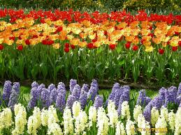 Gli sfondi desktop con i paesaggi estivi sono una gioia per gli occhi e per l'animo: Sfondi Gratis Per Il Desktop Fiori E Foglie Sottocoperta Net