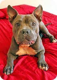 Because of this, their appearance can often vary, with some dogs taking more after one parent. Pin On Pits Mixes