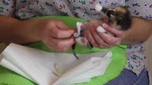 Your kitten should immediately urinate and/or defecate. Orphaned Kitten Care How To