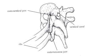 Typical ribs are those numbered 2 to 10 with ribs 1, 11 and 12 considered atypical. Learn About Rib Cage Anatomy From Spinal Expert Sarah Key