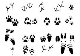 Anhand der folgenden bilder können wir die tierspuren unterscheiden. Erstaunliche Tierspuren Vector Pack 6665 Vektor Kunst Bei Vecteezy