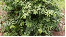 Image result for Uvaria acuminata