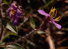 Image result for Antherotoma senegambiensis