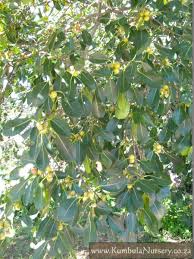 Image result for Ficus burkei