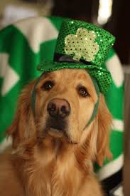 Green Is My Color This Golden Retriever Is Set For St Patrick S Day Goldenretriever Dogs Golden Retriever Pet Holiday Golden Retriever