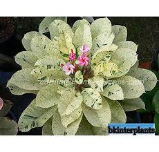 Plumeria Maya Leaf Variegated Plumeria Variegated Perennial Plumeria Plants Trees To Plant