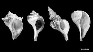 What S In A Name Conch Vs Whelk Coastwatch Currentscoastwatch Currents