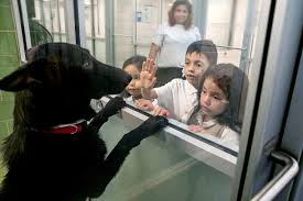 If you see a pet outside without access to adequate shelter or fresh (not frozen) water when the actual or perceived temperature is. Why Euthanasia Rates At Animal Shelters Have Plummeted The New York Times