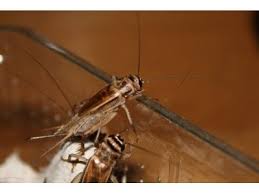 Cricket live has been a leading cricketing website across the global. Four Advantages To Buying Your Live Crickets Online Instead Of A Pet Store Top Hat Cricket Farm