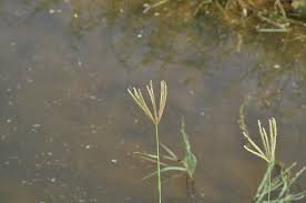 Image result for Chloris pilosa